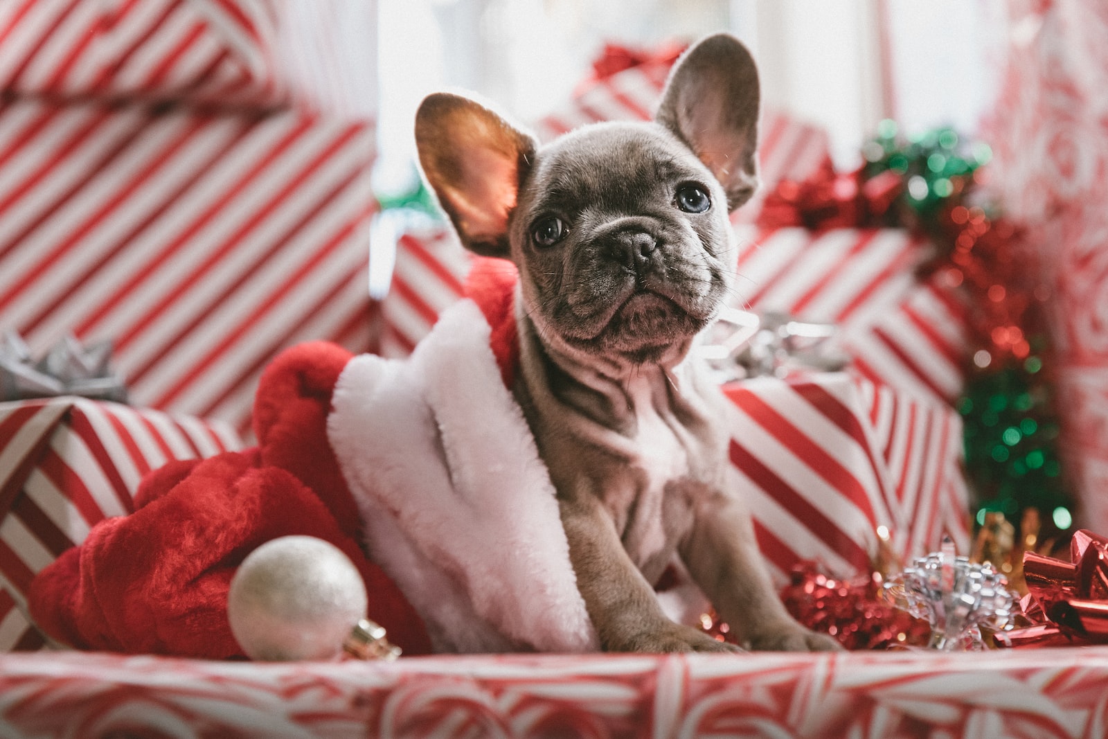 Photo by Jakob Owens brindle French bulldog puppy in Santa hat